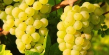 Organic nitrogen fertilizers